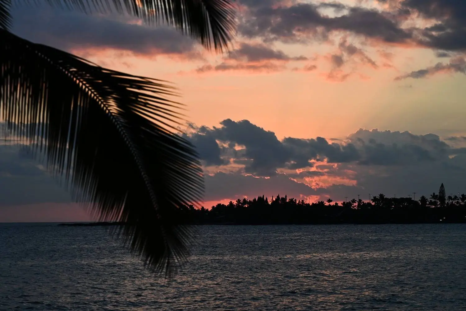 Kona sunset through the palms