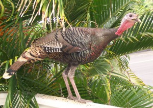 Huggo's Thanksgiving