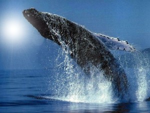 whale breach