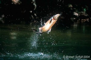 huggos jumping-chinook-salmon-01